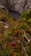 Eucalyptus vernicosa