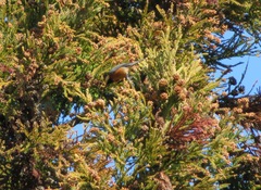 Sittiparus varius