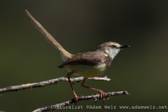 Prinia flavicans