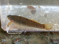 Etheostoma nigripinne