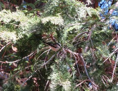 Aegithalos caudatus