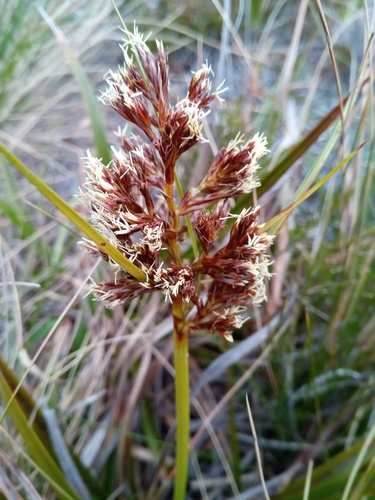 Costularia humbertii image