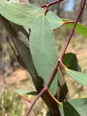 Eucalyptus pauciflora pauciflora