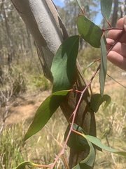 Eucalyptus pauciflora pauciflora
