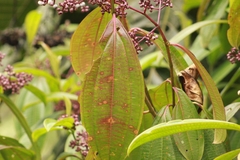 Miconia xalapensis
