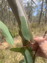 Eucalyptus pauciflora pauciflora