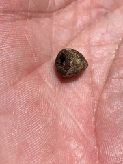 Eucalyptus pauciflora pauciflora