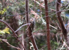 Yungipicus kizuki