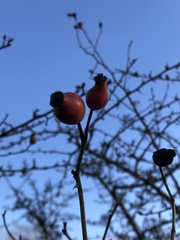 Rosaceae
