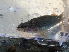 Etheostoma nigripinne