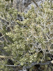 Mortonia utahensis