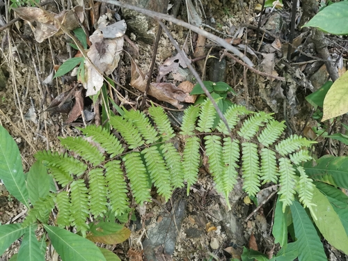 Lygodium polystachyum (Lygodium polystachyum)