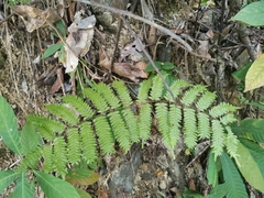 Lygodium polystachyum