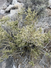Mortonia utahensis