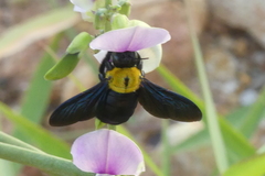 Xylocopa minor
