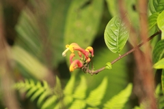 Centropogon granulosus