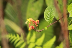 Centropogon granulosus