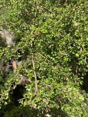 Coprosma quadrifida