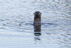 Hydrictis maculicollis