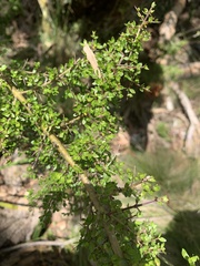 Coprosma quadrifida