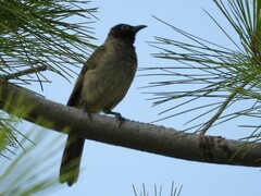 Pycnonotus xanthopygos