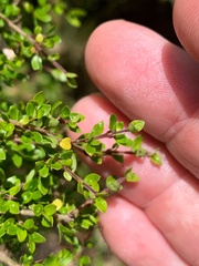 Coprosma quadrifida