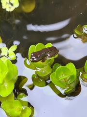 Litoria fallax