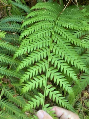 Alsophila leichhardtiana