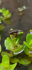 Litoria fallax