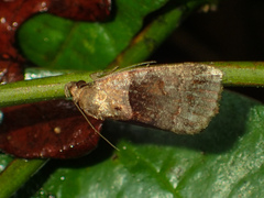 Cretonia forficula