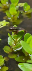 Litoria fallax