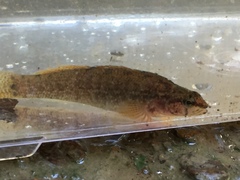 Etheostoma nigripinne