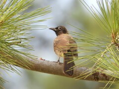 Pycnonotus xanthopygos