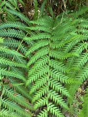 Alsophila leichhardtiana
