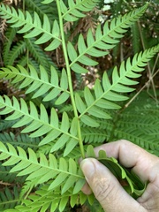 Alsophila leichhardtiana