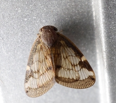 Scolypopa