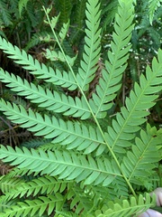 Alsophila leichhardtiana