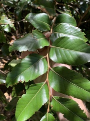 Nothofagus moorei