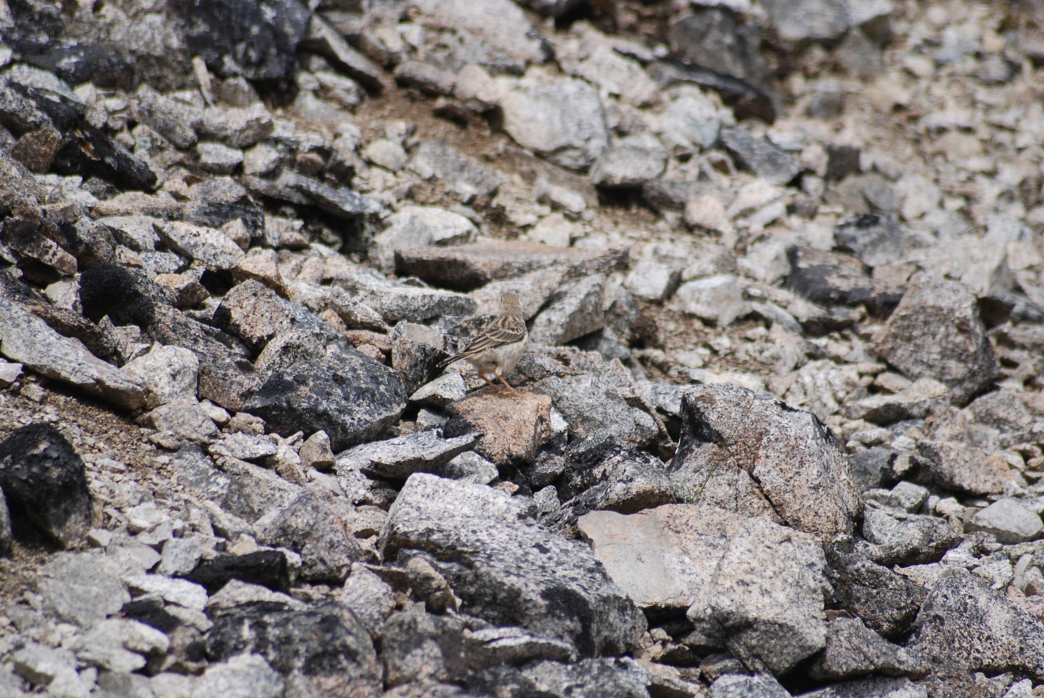 Pechora Pipit