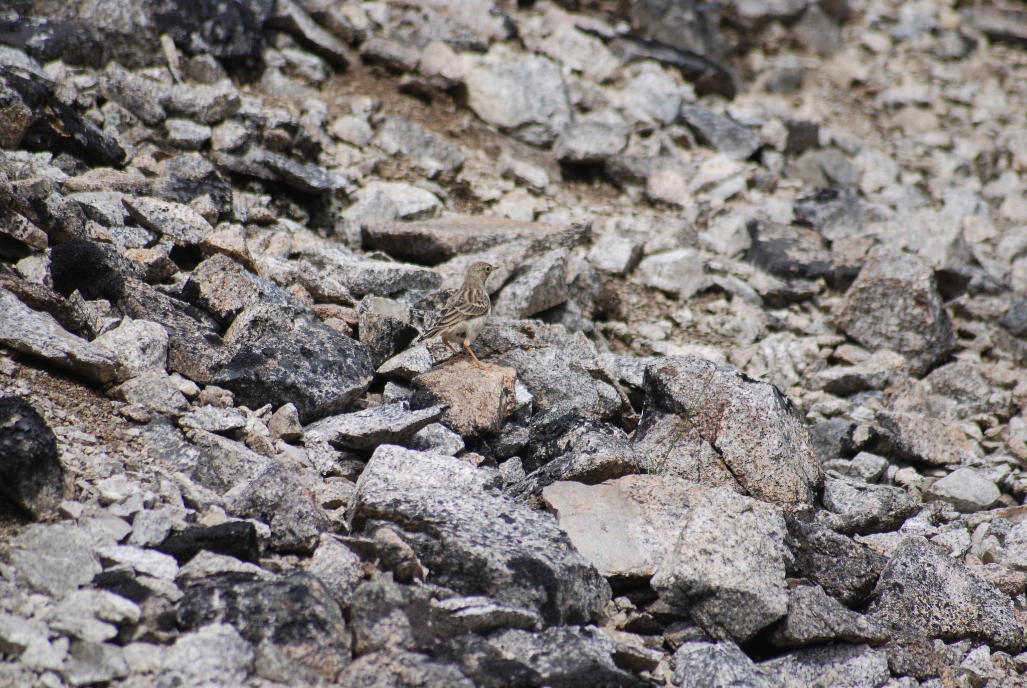 Pechora Pipit