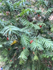 Taxus baccata