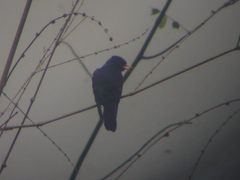 Chrysococcyx xanthorhynchus