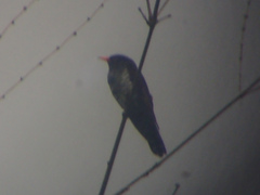 Chrysococcyx xanthorhynchus