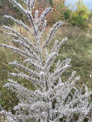 Echium italicum biebersteinii