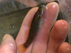 Etheostoma nigripinne