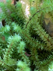 Ptychomnion aciculare