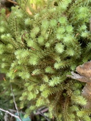 Ptychomnion aciculare