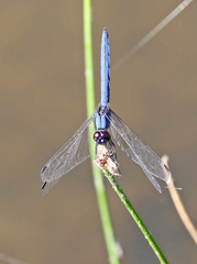 Trithemis dorsalis