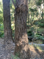 Eucalyptus resinifera