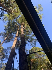 Eucalyptus resinifera